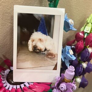 A photo of my dog, Max, in a party hat